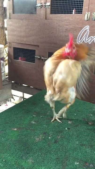 Forward Wings Buff Serama AmarayaBreeds #chicken #seramachicken #serama #bantam #ayam #shorts