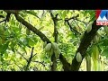 471. Cocoa tree and how to grow coco beans/chocolate plant ...