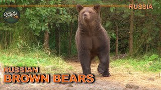 GIANT Brown Bear AND Moose Hunt in Russia | Canada in the Rough