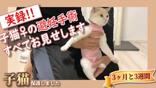 【プチ閲覧注意】２日間にわたる子猫の避妊手術の様子 - ミルクティーのような子猫♀保護しました【3ヶ月と3週間】
