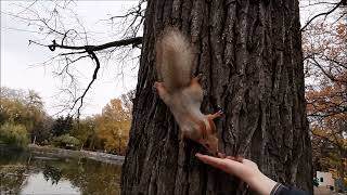 Squirrel Eats A Nut From My Hand. Белка В Городском Парке Берет Орешки У Меня С Руки.