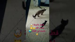 قطط بالجملة ?