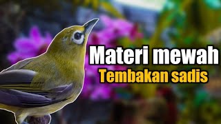 masteran pleci nembak || tembakan mewah   sadis