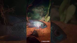 Electric blue acara💙😇|Like and Subscribe#like #fishcare #subscribe #fishkeeping #fishtankcare #fish