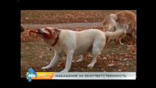 75-летюю ангарчанку сильно искусала собака. Пенсионерка в больнице 75-летюю ангарчанку сильно искусала собака. Пенсионерка в больнице