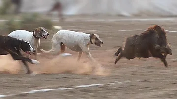 Best Wild Boar Hunting Sindh Season 2022 - Soor Ka Shikar in Pakistan