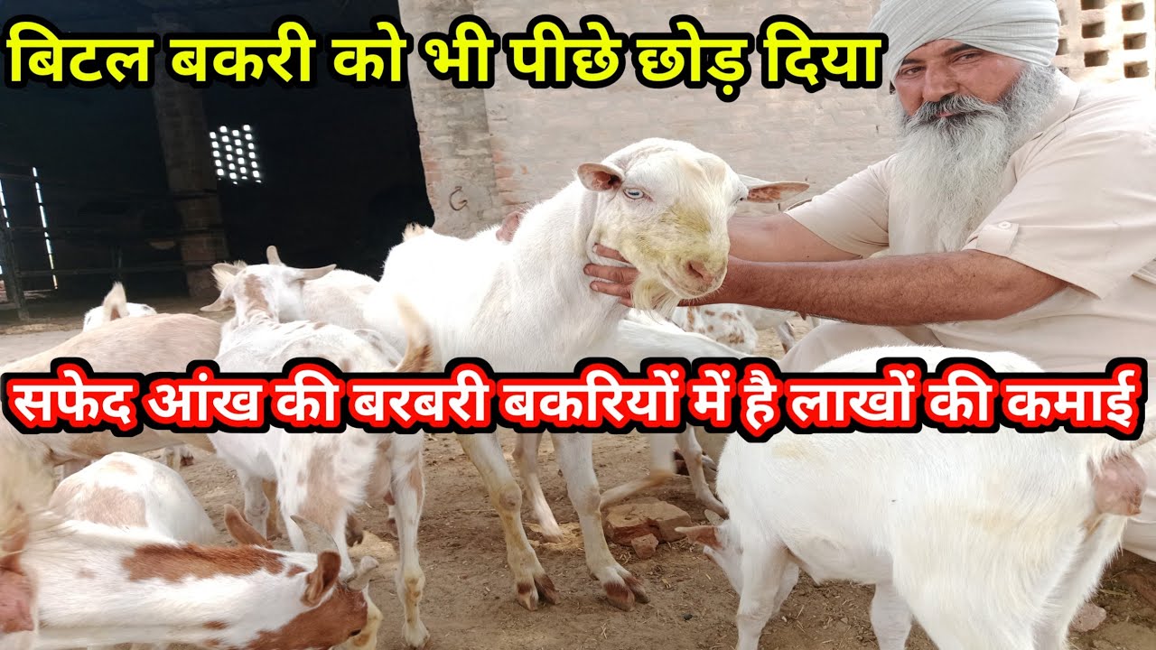 Dimond Quality ki Barbari Goat |‌ ферма по разведению коз Barbari White Eye's в Шри-Ганганагаре |...