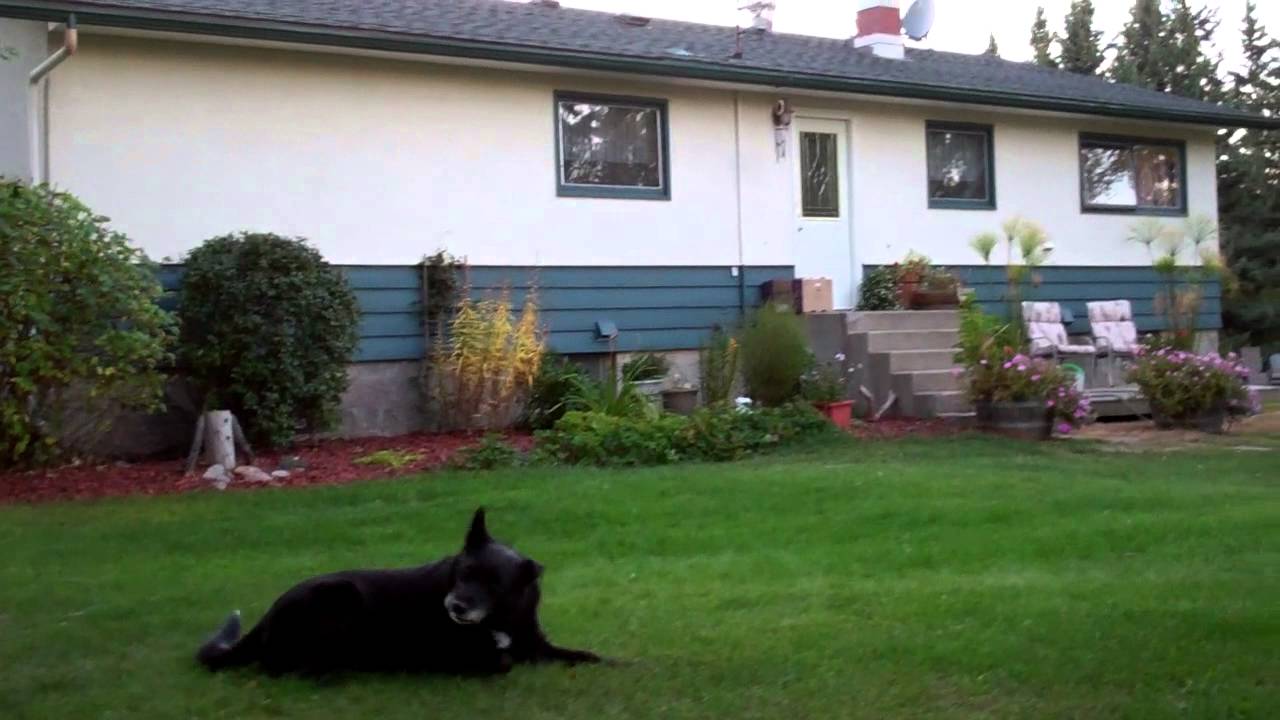 Beautiful Acreage for sale near Clive,Alberta YouTube