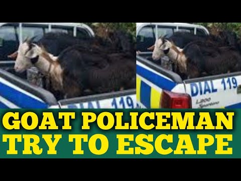 POLICE Who Stole Goats Try ESCAPE Custody And Was Immediately Caught