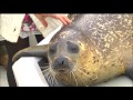 VOICE「週末なび」　須磨海浜水族園