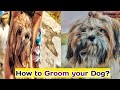 How to groom your dog  dog grooming  talking dog  funnys  nature and pet lovers  vlogs