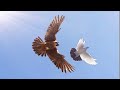 Сокол Сапсан и Ястриб Тетеревятник атакуют моих голубей! Falcon Peregrinus Goshawk Attack pigeons!