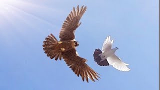 Сокол Сапсан и Ястриб Тетеревятник атакуют моих голубей! Falcon Peregrinus Goshawk Attack pigeons!