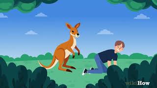How to Survive a Kangaroo Encounter