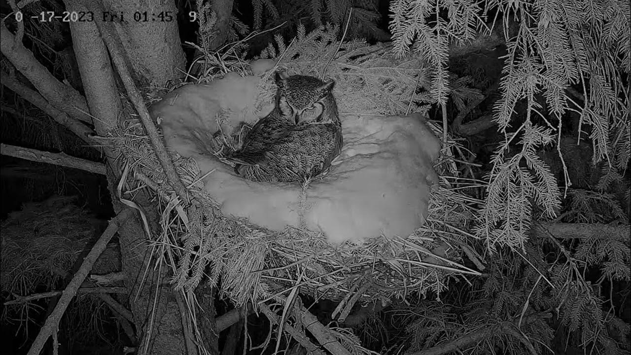 Owls can rotate their Heads up to 270° YouTube