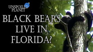 Black Bears In Florida Swamps! | Unspoiled 🌎 Planet