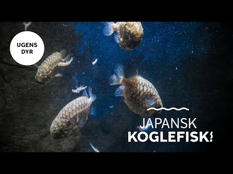 Video: Mærkelige Væsener Fra Japansk Folklore - Alternativ Visning