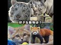 好きな動物は?