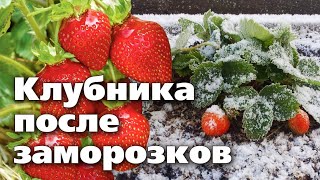 Чем Обработать Клубнику После Заморозков И Снегопадов  Препараты, Которые Работают