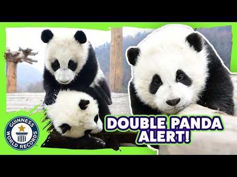 Video: „Pet Scoop“: „Panda Twins“, pavadintas „Elegant“ir „Joy“, traukinio laidininkas taupo katę iš variklio