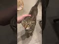 目が合うと飛んでくる猫#Shorts