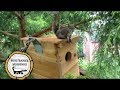 Woodworking: Rescue Baby Squirrel House // How-To Part 2 Woodworking: Rescue Baby Squirrel House // How-To Part 2