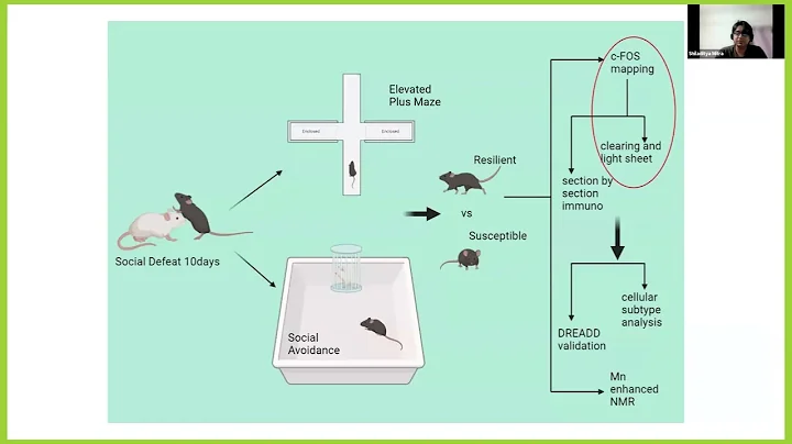 From Pixels to Patterns: Comprehensive Analysis of Whole Mouse Brain Lightsheet Images