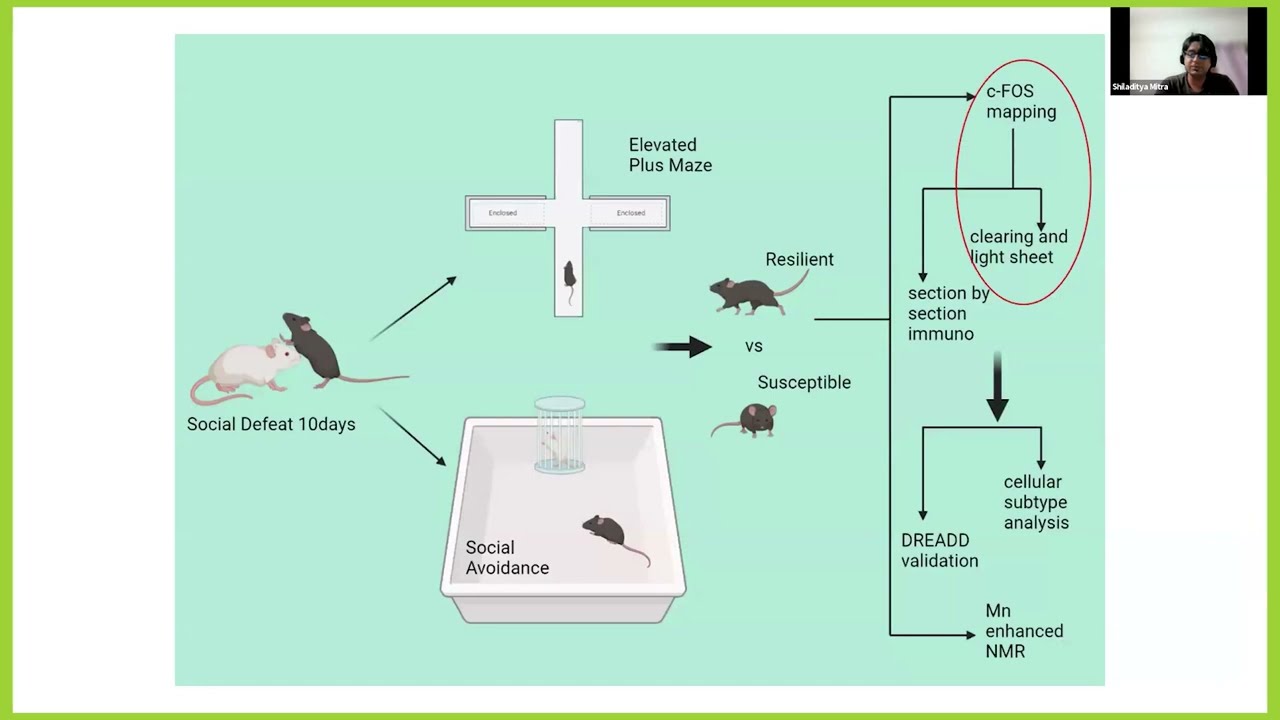 From Pixels to Patterns: Comprehensive Analysis of Whole Mouse Brain Lightsheet Images