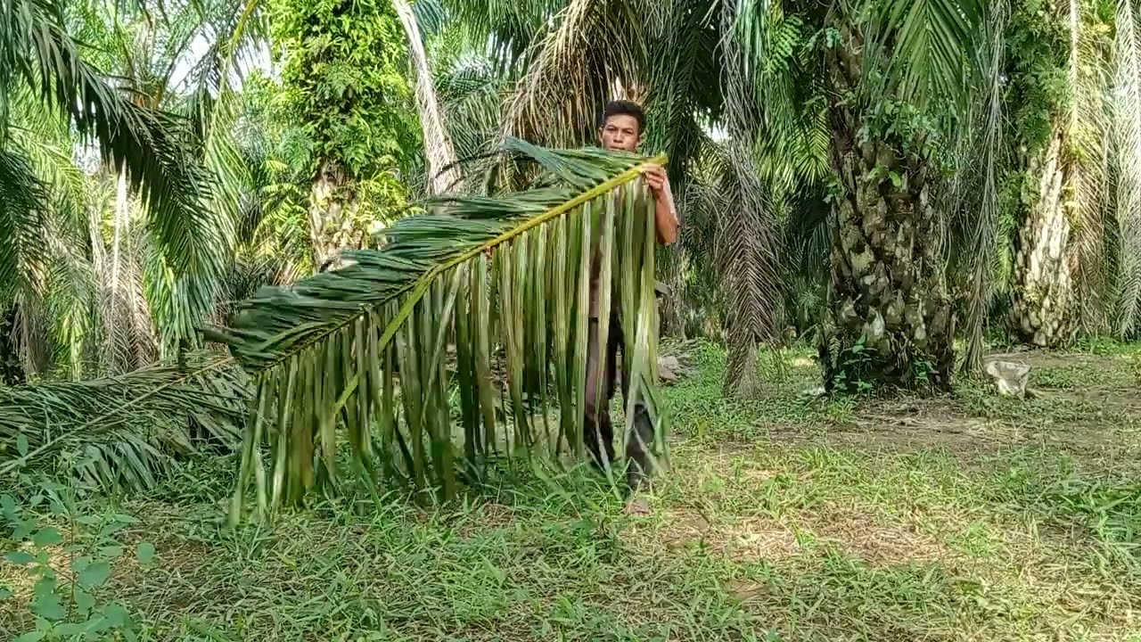 cara simple membersihkan daun dari lidi kelapa sawit