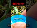 人間に助けを求めるカマキリ