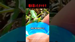 人間に助けを求めるカマキリ
