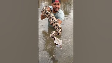 Gaboon Vipers Are So Beautiful!