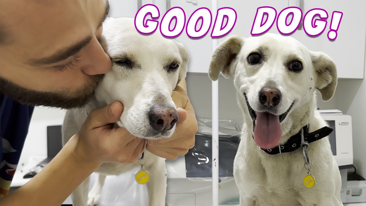 Абсолютная ангельская собака! (Самая добрая собака!)