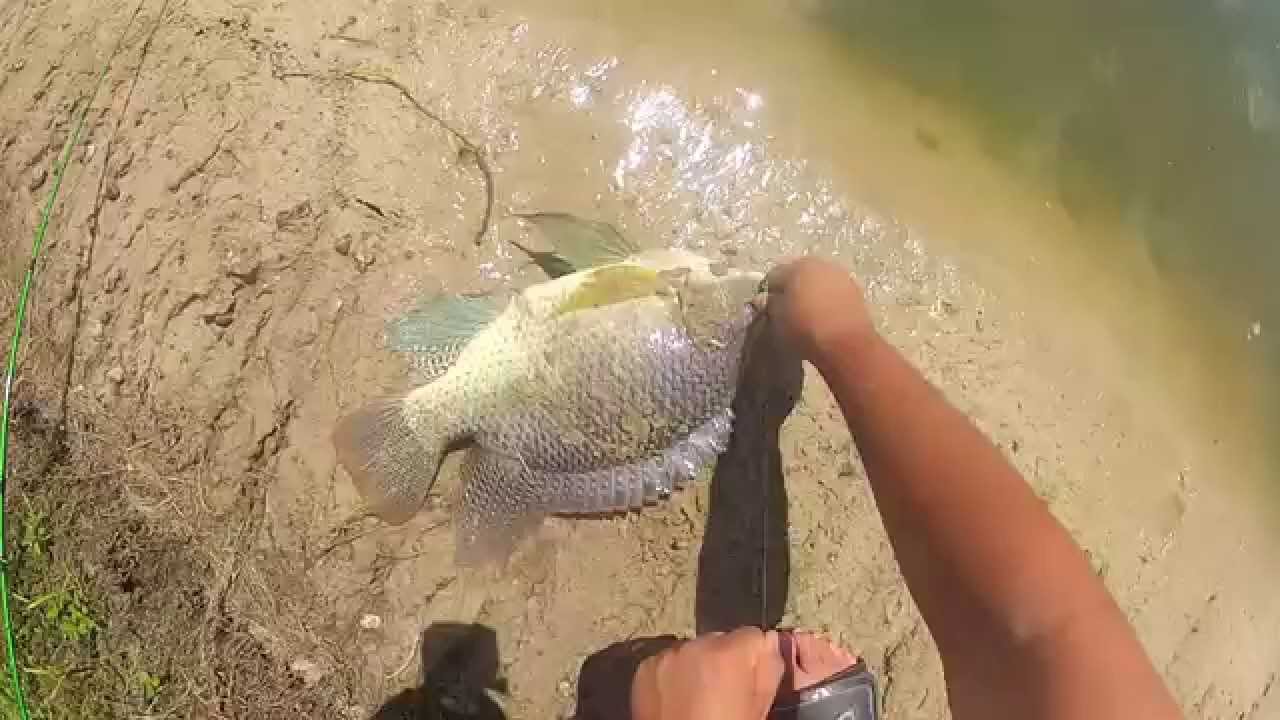 Big aggressive tilapia! YouTube