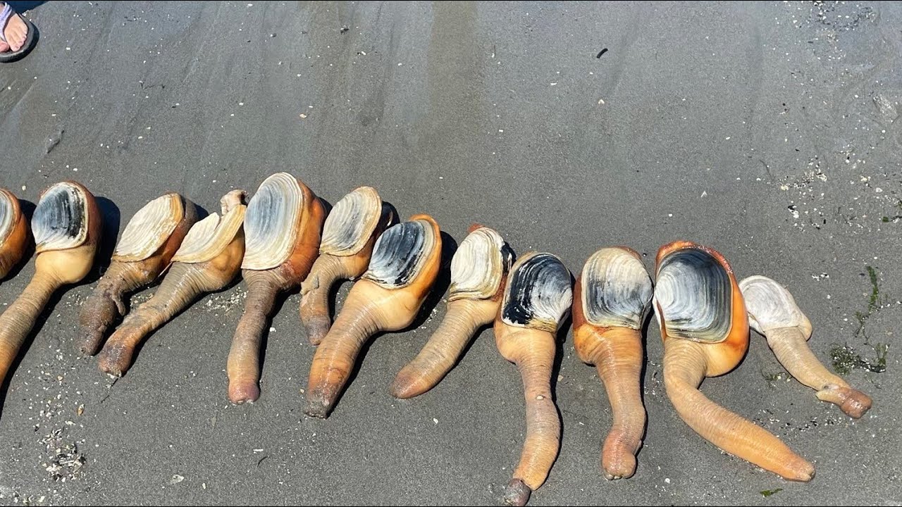 Geoduck digging at puget sound Washington - YouTube