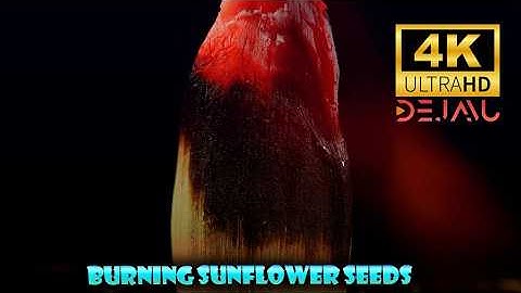 "Flaming Sunflower Seed: Macro Photography in 4K | Fire and Beauty"