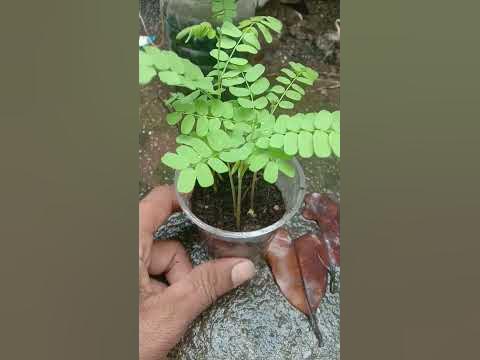 how to grow Gunja seeds गुंजा रत्ती के बीज कैसे उगाई जाती है # ...