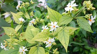 छोटे गमले में हरसिंगार के पौधे से ढेर सारे फूल कैसे पाएं Tips for more Blooming from Harsingar Plant