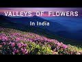 Valley of flowers | 5 Valleys of flowers in India