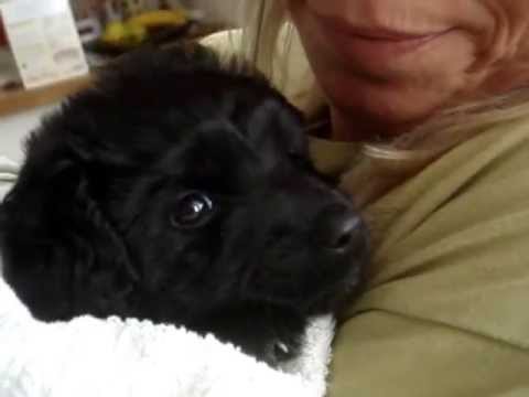 Video: Ameriška Pobuda Za Zavetišča Daje Posvojitvam Hišnih Ljubljenčkov Novo Ime