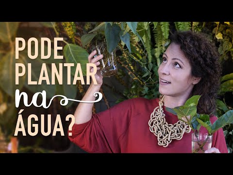 Vídeo: O que são plantas oxigenantes: como plantar plantas submersas