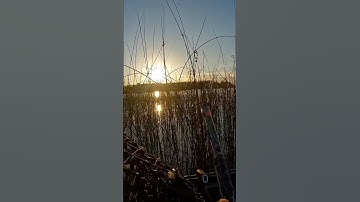 #birdhunting #goosehunting #hunting #duckblind #duckhunting #goosehunt #waterfowlhunting