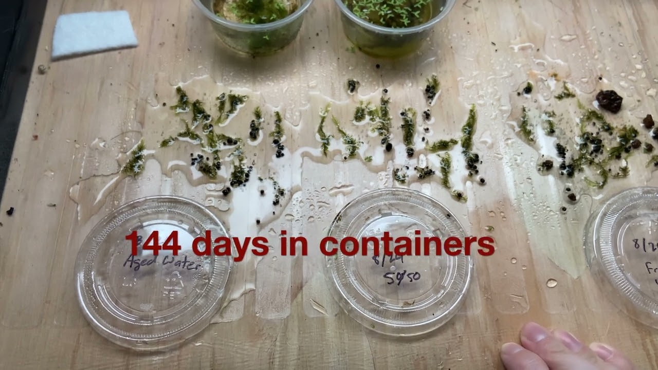 Fissidens Fontanus Growth Comparison Experiment - 144 Days In A Container