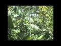Kourou, Jungle Adventure in 1995