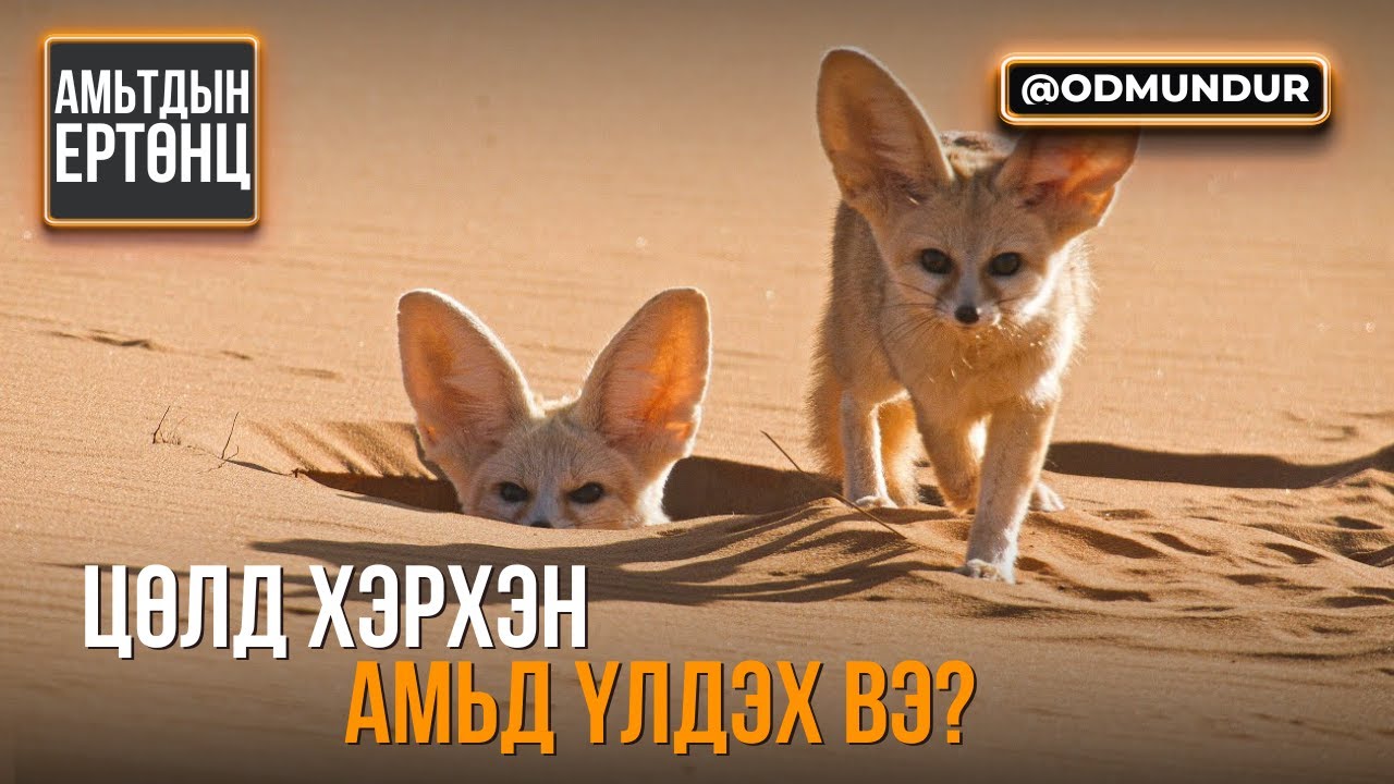 Цөлд хэрхэн амьд үлдэх вэ? - АМЬТДЫН ЕРТӨНЦ
