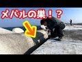 穴釣りでメバルの巣発見！？メバル爆釣【穴釣り】