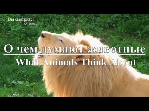 О чем думают животные мультфильм смотреть онлайн
