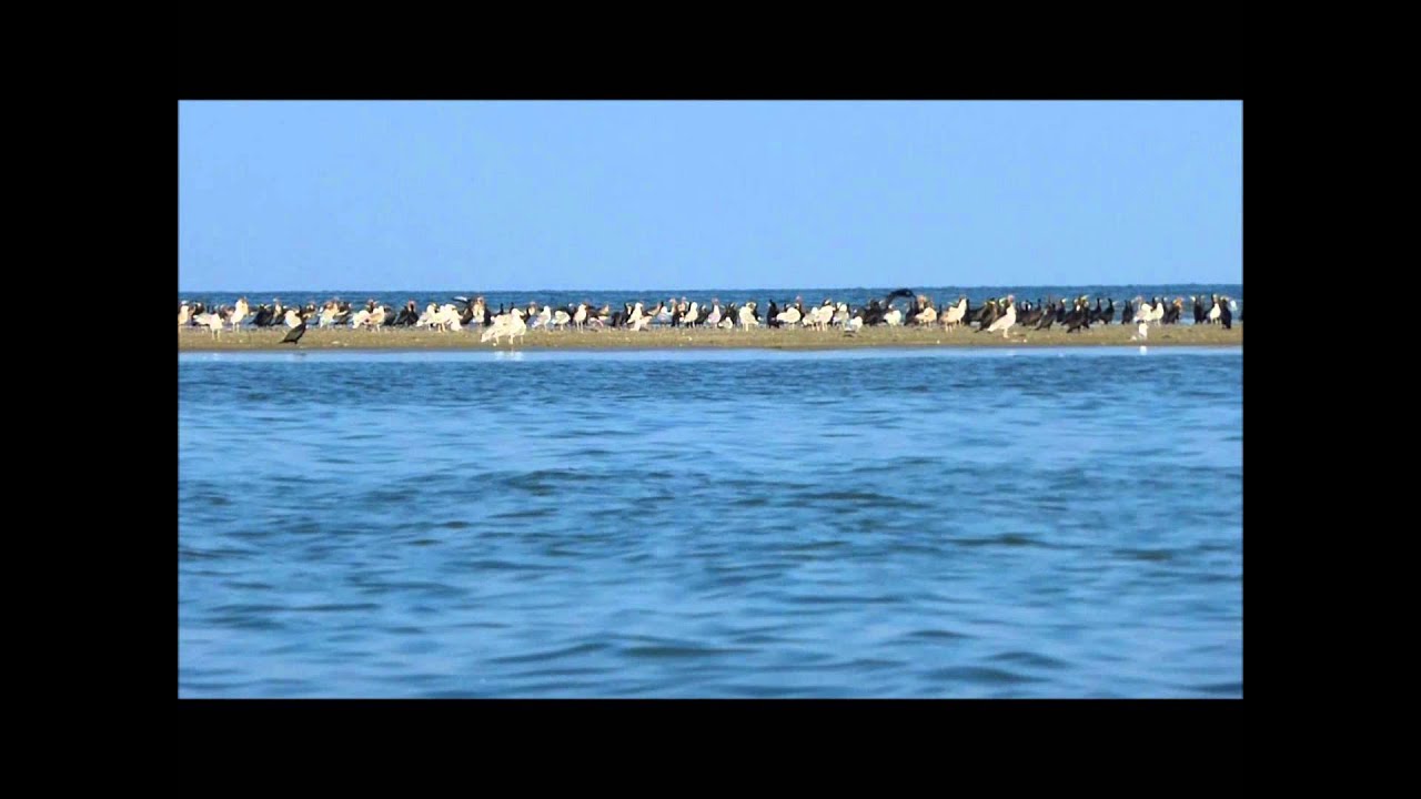 camera iphone 8 plus apk Black Sea Sandbank
