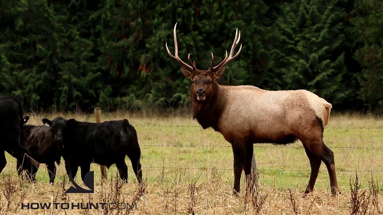 Bull Elk Herds Cattle YouTube