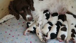 Puppies   … 1 week old by Working Springer Guernsey 586 views 1 year ago 5 minutes, 33 seconds